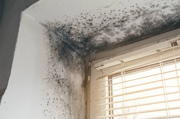 Affordable Mold Removal solutions in Rogers, MN